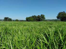 Brachiaria híbrida cv. Sabiá: a solução forrageira desenvolvida geneticamente pela Barenbrug