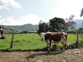 Dicas técnicas de Michael Oliveira, da Barenbrug, sobre como implantar pastagens de plantas forrageiras com eficiência, abordando análise de solo, escolha da variedade, e mais.
