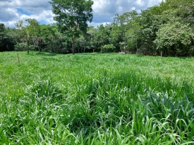 Cultivares Cayana e Sabiá da Barenbrug do Brasil impressionam em estudo da UFS pela adaptação e preferência dos animais em condições de seca.