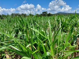 Variedades de capim indicadas para diferentes tipos de produção rural, com destaque para equinos, gado de corte e leite