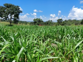 Cultivar Sabiá intensifica a pecuária em Guaíra (SP) no sistema ILP com consórcio de milho e tratamento Yellow Jacket®.