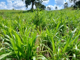 Produtor Ednaldo Rodrigues em sua propriedade no Ceará com pastagem de Brachiaria híbrida cv. Sabiá.