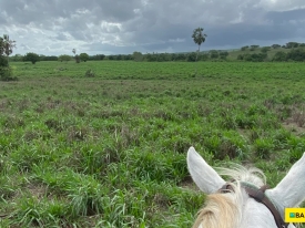 Respostas às dúvidas mais comuns sobre o cultivo e manejo da Brachiaria híbrida cv. Mulato II, forrageira recomendada para solos de média a alta fertilidade.