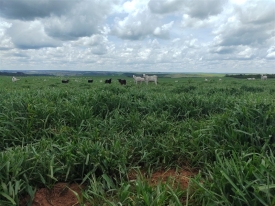 Pecuarista do Mato Grosso utiliza Brachiaria híbrida cv. Mulato II há seis anos com ótimos resultados em produtividade e renovação de pasto.