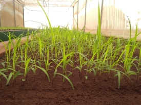  Sementes forrageiras de alta qualidade garantem pastagens produtivas e seguras para o produtor rural, com controle rigoroso da Barenbrug.