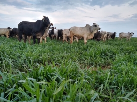 Estudo da COMIGO comprova que o Mulato II oferece maior produtividade animal e de soja em comparação ao cultivar concorrente.