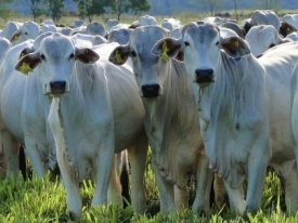 Técnicas de ajuste de taxa de lotação para otimizar a produção animal em pastagens durante a estação chuvosa.