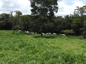 Perguntas frequentes sobre o Brachiaria híbrida cv. Cayana, abordando taxa de semeadura, resistência à seca, fertilidade do solo e mais.