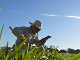 Aprenda como forrageiras bem semeadas garantem maior produtividade, desempenho animal e rentabilidade no campo.