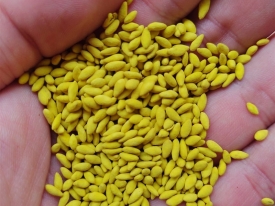 Bionematicida aplicado no tratamento de sementes Yellow Jacket® da Barenbrug
