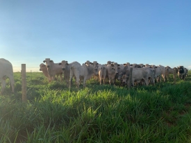 Brachiaria cv. Cayana em um campo, evidenciando a alta capacidade de perfilhamento e a qualidade da forragem.