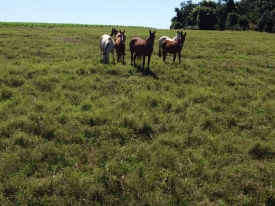 O Cynodon dactylon da Barenbrug, oferece alta germinação, rápido perfilhamento e excelente qualidade de feno, garantindo maior produtividade e rentabilidade no processo de fenação.