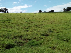 Produtora rural relata o excelente desempenho da Brachiaria híbrida cv. Mulato II durante o período de seca, mantendo a qualidade e nutrição animal.