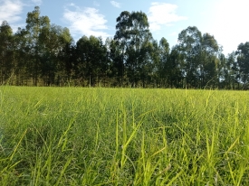 Produtores esclarecem dúvidas sobre o Cynodon dactylon Barenbrug, abordando vantagens, manejo e comparação com o Tifton 85.