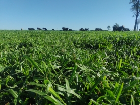 Produção de matéria seca do cultivar Sabiá garante alta produtividade em diversas condições.