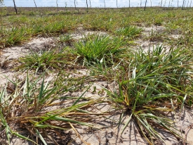 O Cultivar Sabiá resiste à seca no Rio Grande do Norte, destacando-se por sua adaptabilidade e alta produtividade em condições adversas.