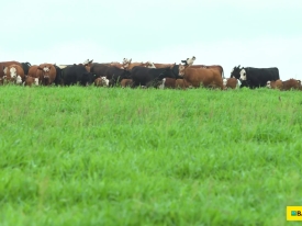 O Cultivar Sabiá surpreende em experimento de consórcio com milho, demonstrando alta produtividade e adaptabilidade para produção de silagem.