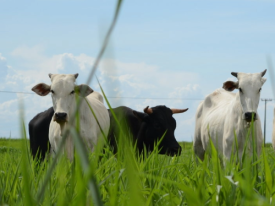 Sementes Barenbrug: Mais carne e mais leite em cada semente.