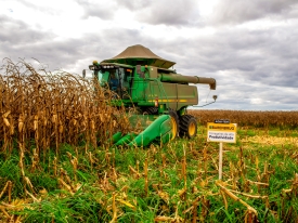 Curso online gratuito sobre Integração Lavoura-Pecuária oferecido pela Barenbrug, com foco em otimizar a produção agrícola e pecuária.