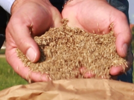 Capim de rápido crescimento, adequado para pastejo rotativo, proporcionando boa conversão alimentar e suporte animal.