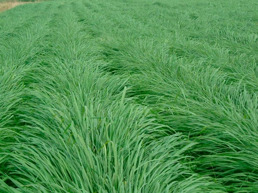 Cultivar Massai: Características, Utilização e Vantagens