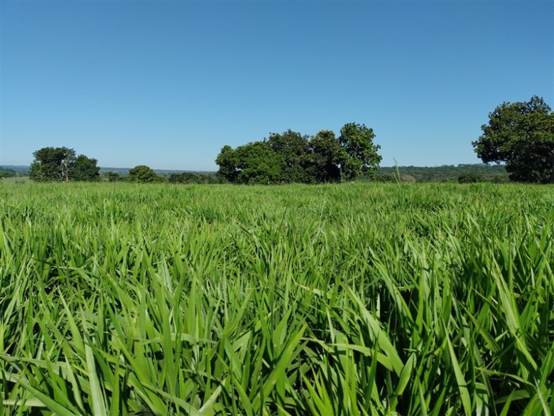 Diferença entre Panicum e Brachiaria para uso em sistemas de produção animal, com destaque para características de solos e fertilidade.
