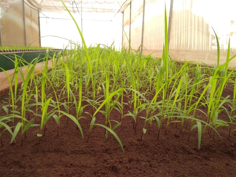  Sementes forrageiras de alta qualidade garantem pastagens produtivas e seguras para o produtor rural, com controle rigoroso da Barenbrug.