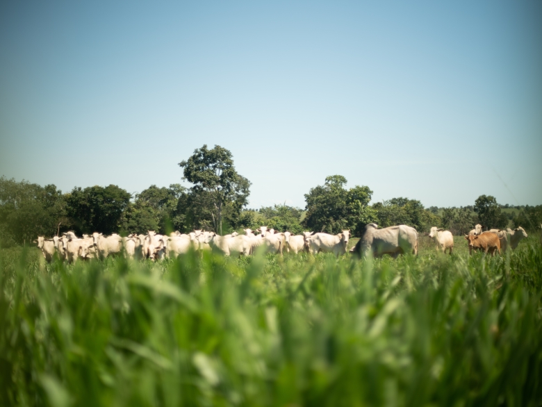 Panicum híbrido Carcará e Brachiaria híbrida Mulato II da Barenbrug, forrageiras de alta produtividade para sistemas de pastejo intensivo e integrado.