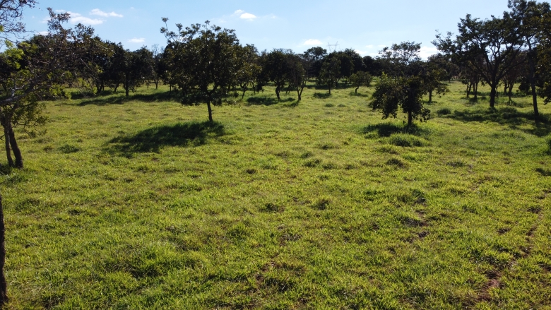 Cultivares da Barenbrug, como Sabiá e Cayana, superam as forrageiras comuns em produtividade animal.