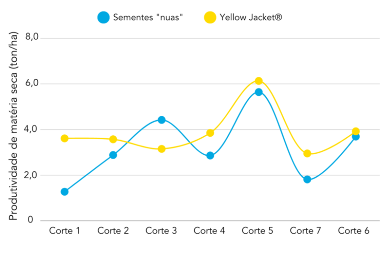 Sementes tratadas com Yellow Jacket® apresentam aumento significativo na produção de massa seca e número de perfilhos.