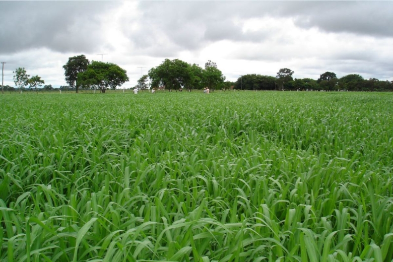 Comparação entre as forrageiras dos gêneros Panicum e Brachiaria, com foco em produtividade e manejo, incluindo soluções da Barenbrug.