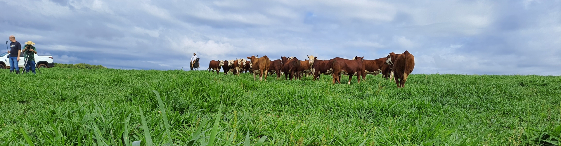 Brachiaria híbrida cv. Cayana: a solução forrageira desenvolvida geneticamente pela Barenbrug