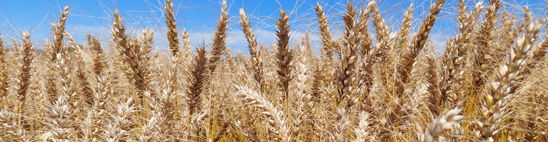 Cultivar de Trigo BAR 20: Equilíbrio e Resistência