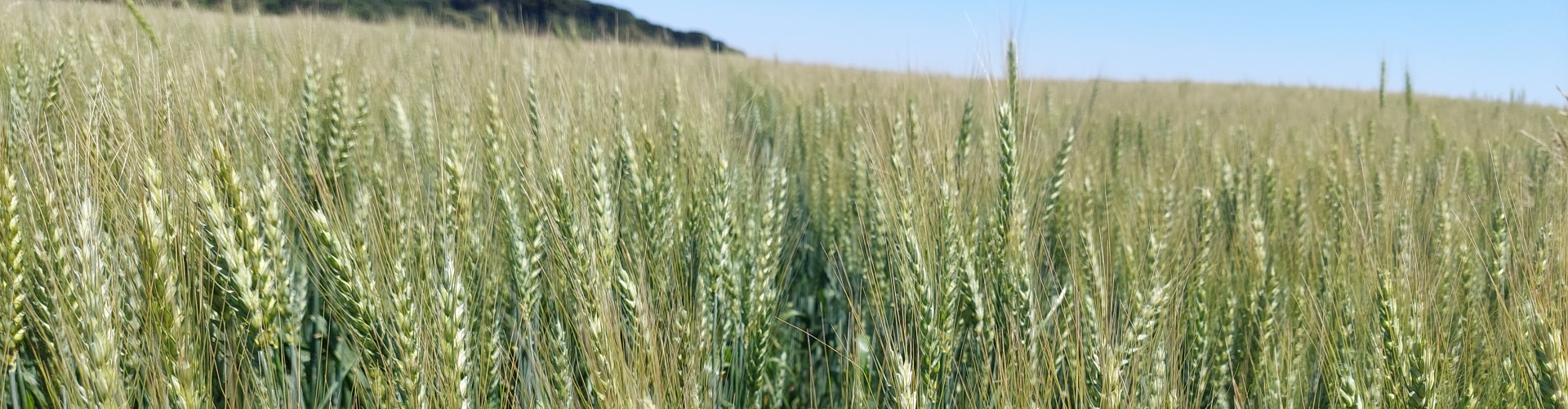 Cultivar de Trigo BAR 10: Versatilidade e Rendimento