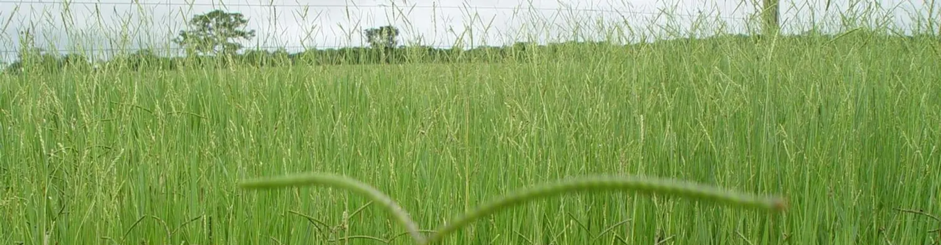 Brachiaria Llanero: Resiliência e Produtividade em Solos Pobres