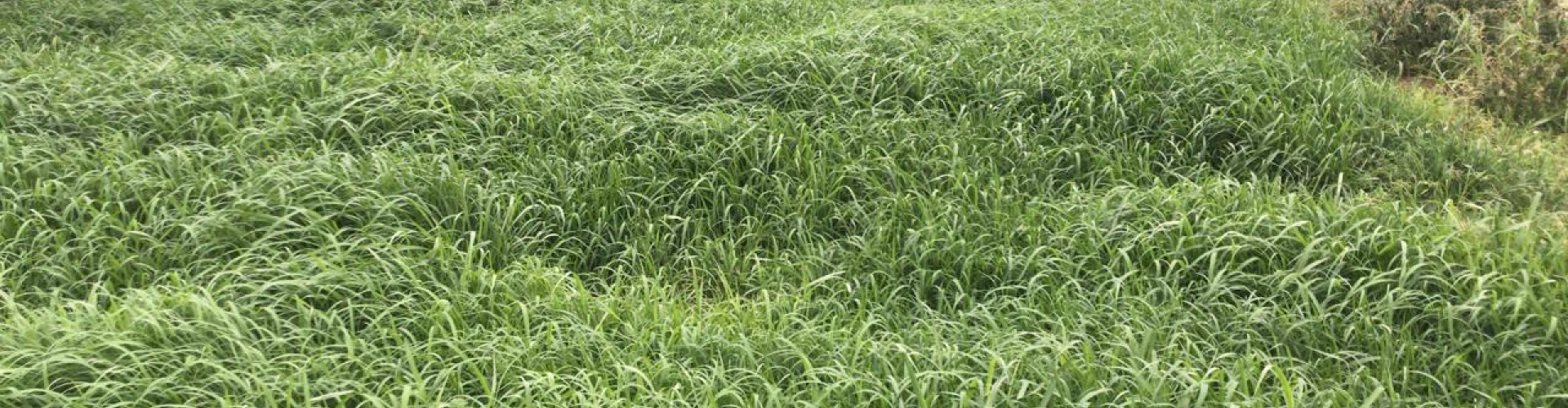 Cultivar Massai: Alta Produtividade, Resistência e Facilidade de Manejo