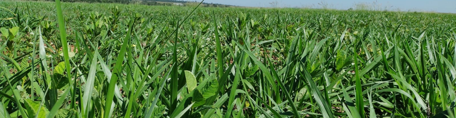 BARMIX Agri Barenbrug: Segurança e Sustentabilidade