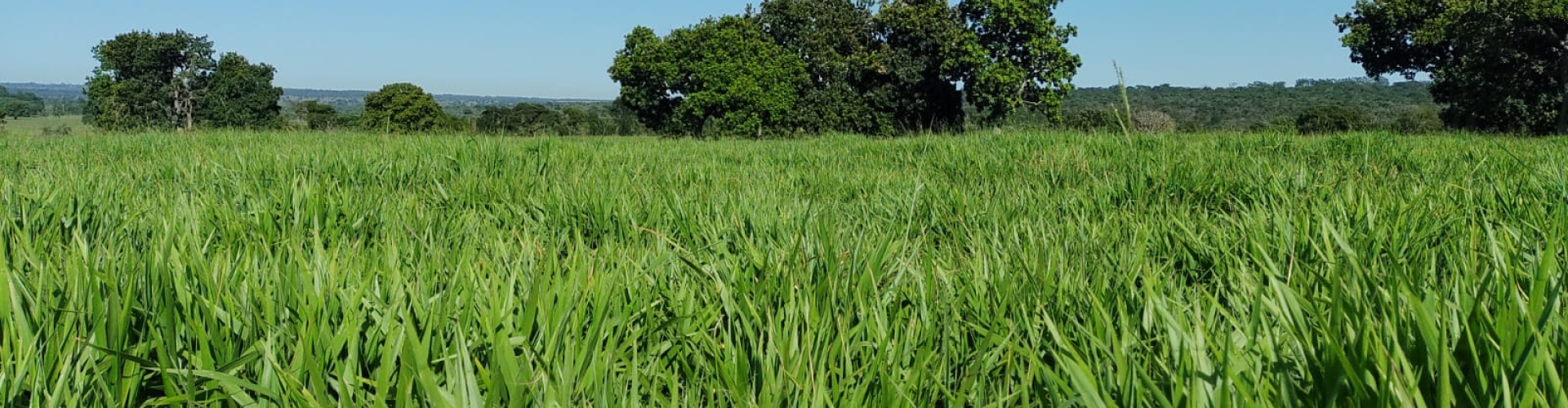 Brachiaria híbrida cv. Sabiá: a solução forrageira desenvolvida geneticamente pela Barenbrug
