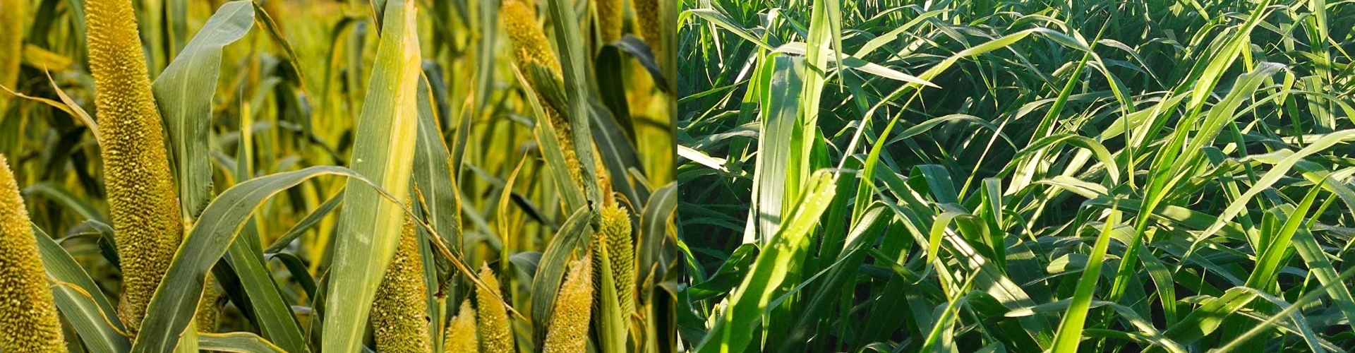 BARMIX ILP: Fusão Perfeita entre Cobertura Vegetal e Pastejo