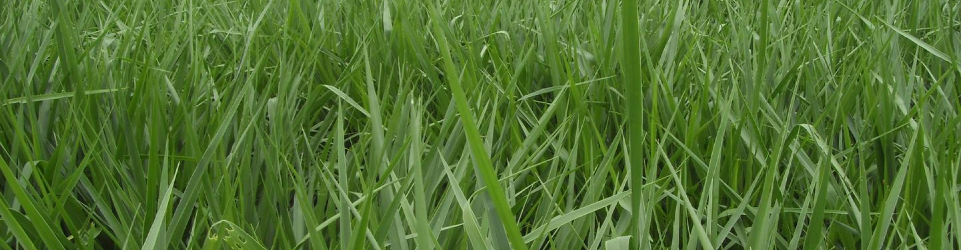 Brachiaria brizantha cv. BRS Piatã: Nutrição superior, desempenho garantido.