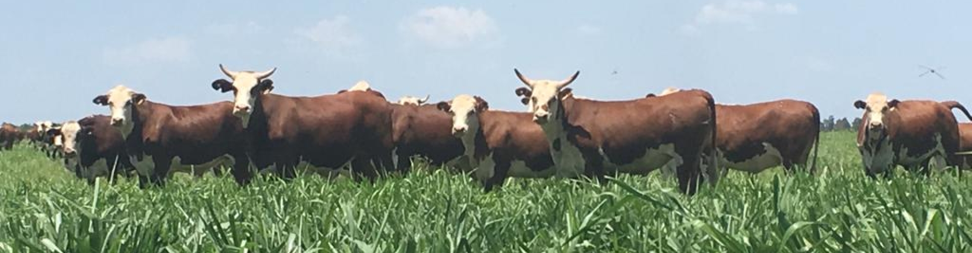 Brachiaria Xaraés: veja os destaques da forrageira de elevado potencial produtivo