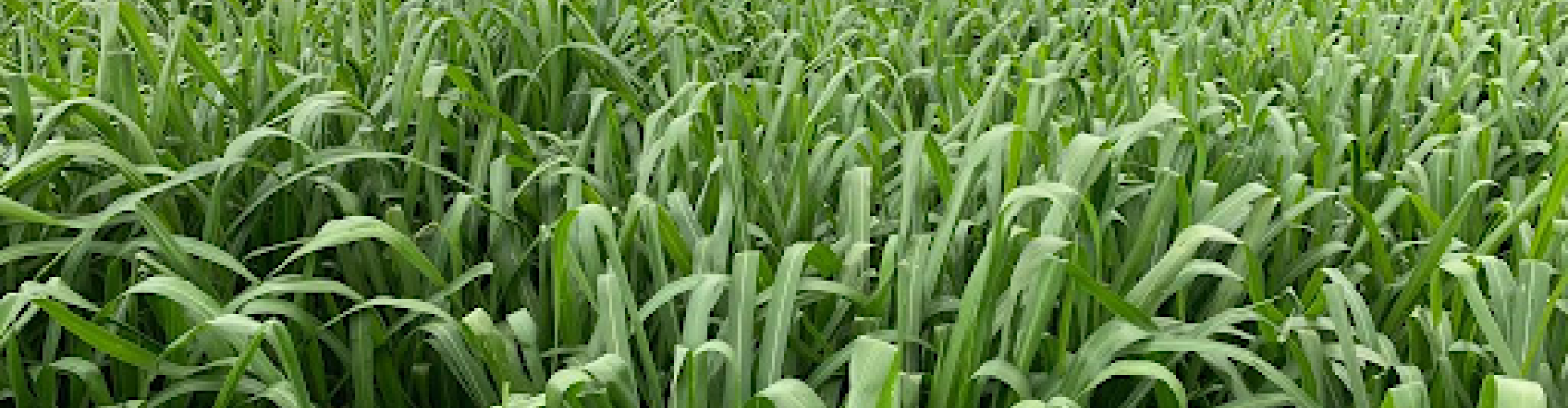 Panicum Mombaça: Potencial máximo para sua produção, qualidade no pasto e sucesso no campo.