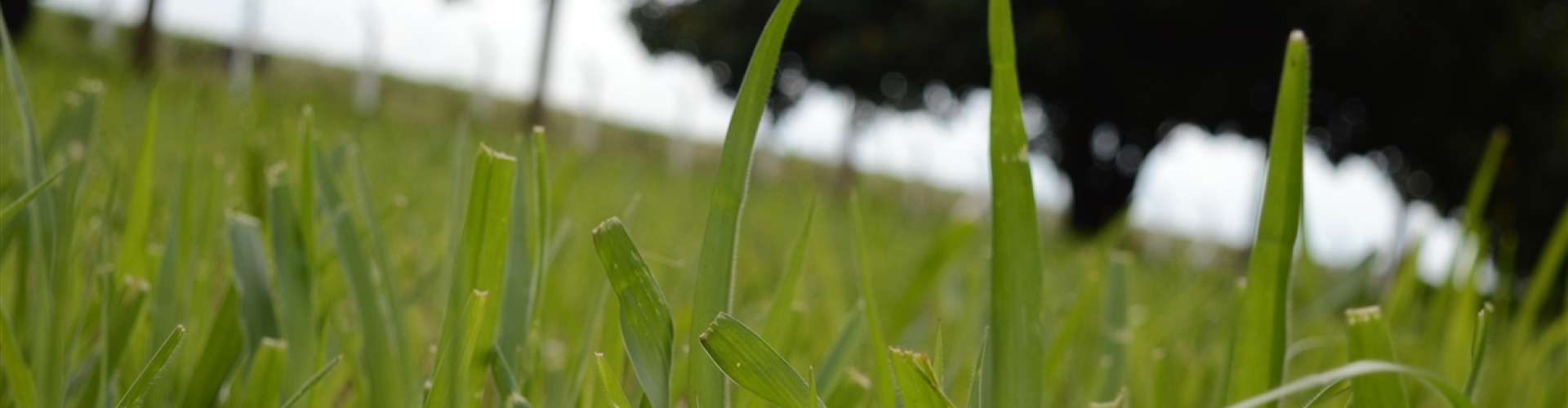 Brachiaria híbrida cv. Cayana aumenta a produtividade animal e a taxa de lotação em áreas menores.