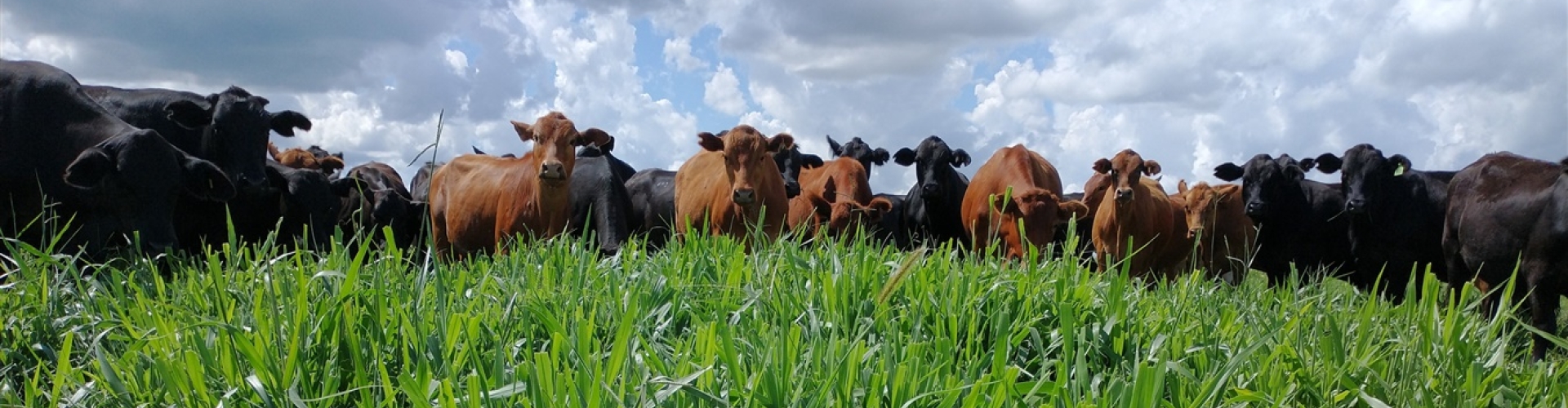A importância de calcular e analisar os custos de produção para aumentar a rentabilidade na pecuária.
