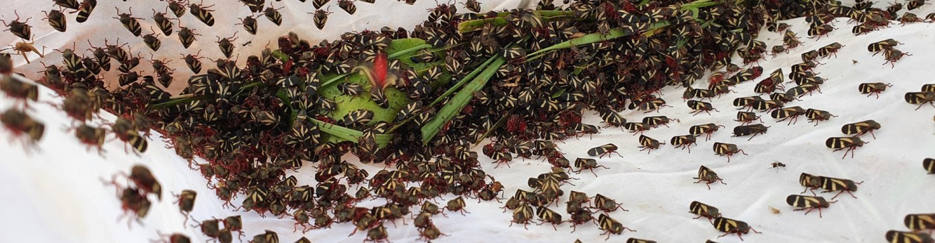 Imagem de cigarrinha-das-pastagens em pasto forrageiro atacando plantas, com soluções Barenbrug para controle e resistência.