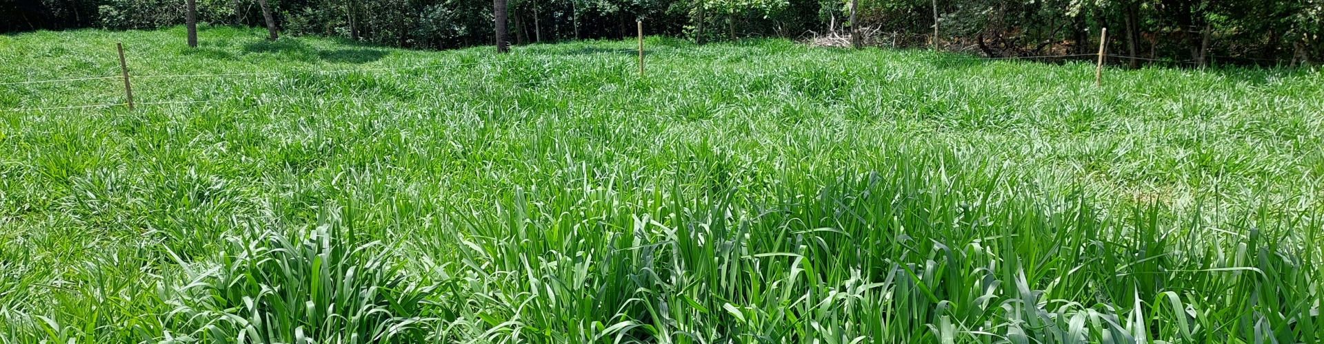 Cultivares Cayana e Sabiá da Barenbrug do Brasil impressionam em estudo da UFS pela adaptação e preferência dos animais em condições de seca.