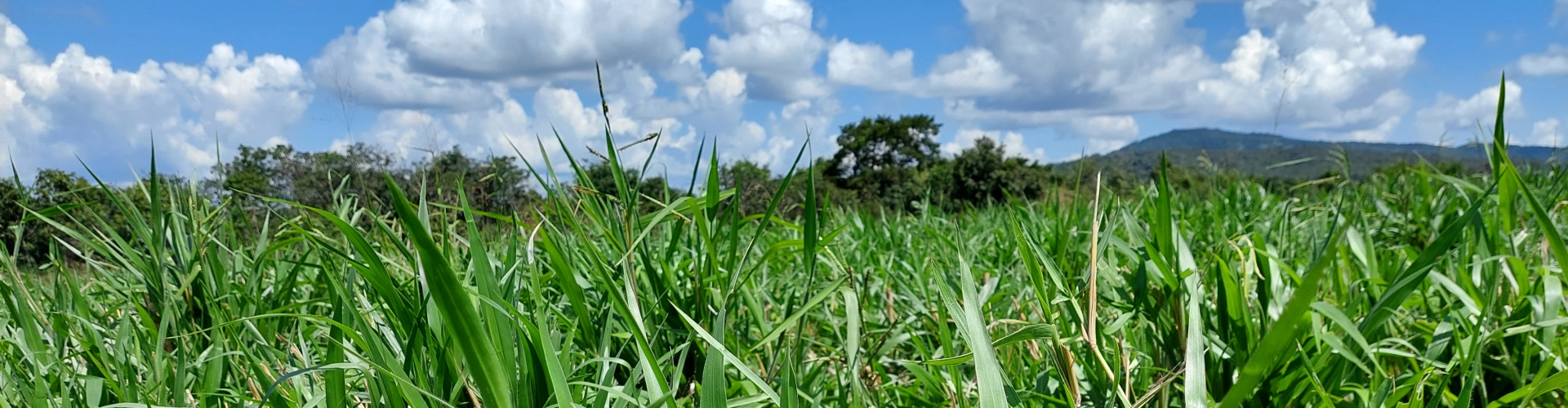 Variedades de capim indicadas para diferentes tipos de produção rural, com destaque para equinos, gado de corte e leite