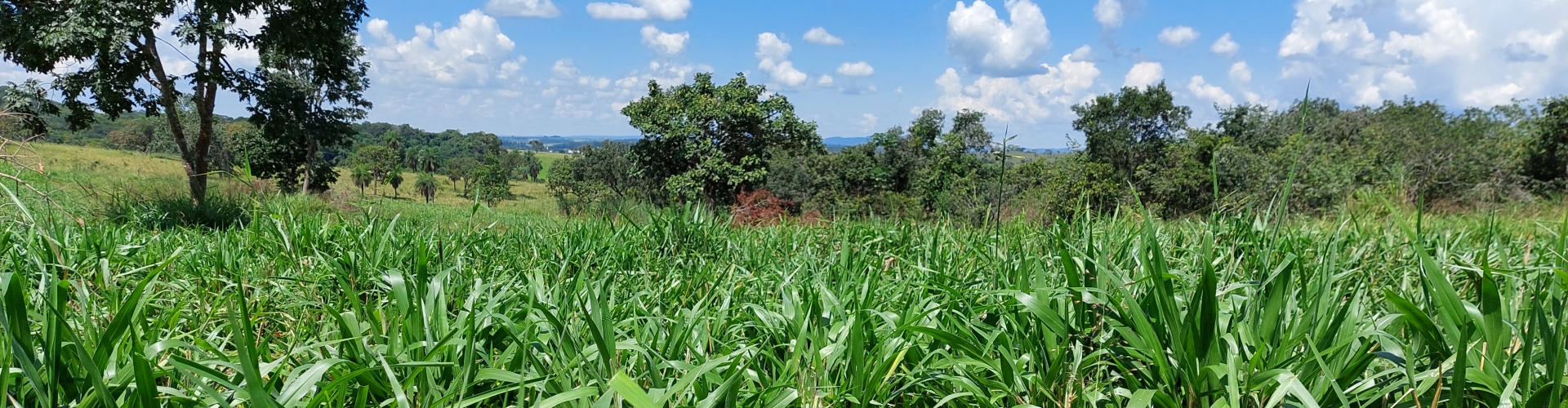 Cultivar Sabiá intensifica a pecuária em Guaíra (SP) no sistema ILP com consórcio de milho e tratamento Yellow Jacket®.