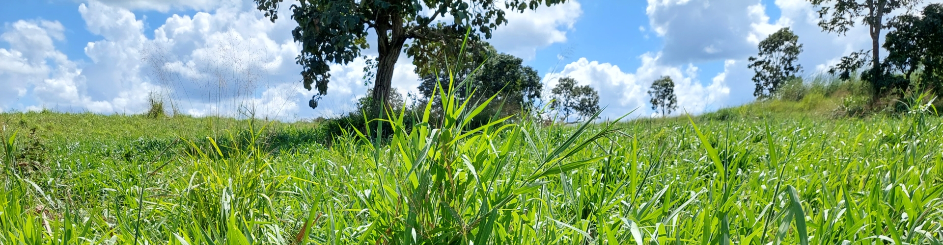 Produtor Ednaldo Rodrigues em sua propriedade no Ceará com pastagem de Brachiaria híbrida cv. Sabiá.