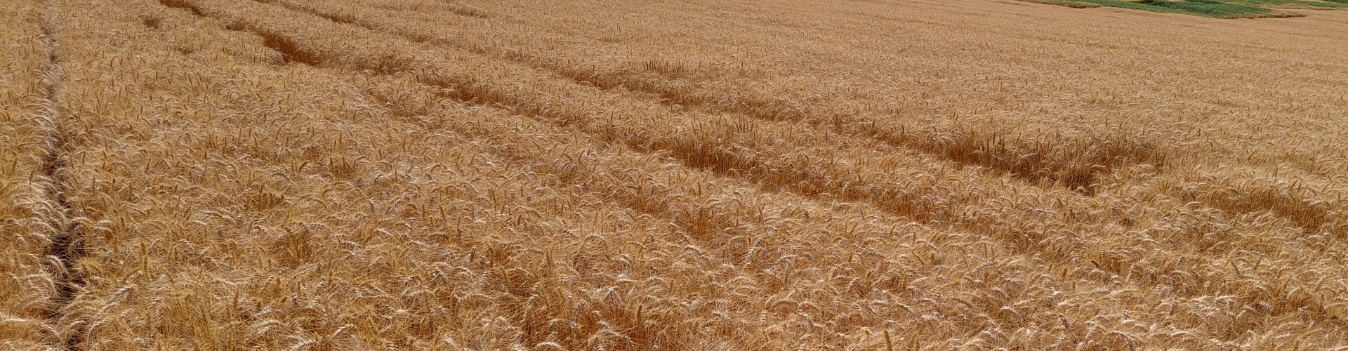 Campo de trigo com cultivares da Barenbrug em destaque, representando a expansão da empresa no mercado brasileiro de trigo.